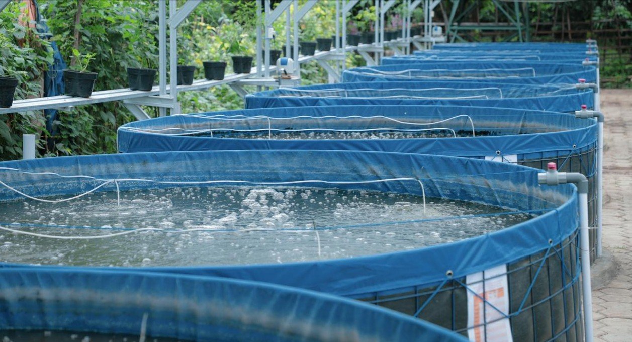 Inovasi Teknologi dalam Budidaya Ikan Modern untuk Meningkatkan Produksi Perikanan
